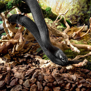 Black snake climbing Galapagos spider wood in an enclosure