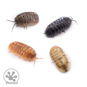 Armadillidium vulgare ‘Saint Lucia’ Isopods (Jelly Bean Isopods)