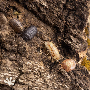 Armadillidium vulgare ‘Saint Lucia’ Isopods (Jelly Bean Isopods)