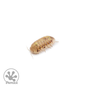 Armadillidium vulgare ‘Saint Lucia’ Isopods (Jelly Bean Isopods)