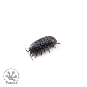 Armadillidium vulgare ‘Saint Lucia’ Isopods (Jelly Bean Isopods)