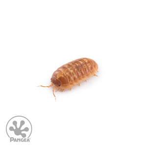 Armadillidium vulgare ‘Saint Lucia’ Isopods (Jelly Bean Isopods)