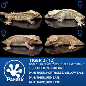 Cr-2855 breeder group