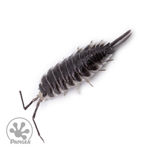 Porcellio hoffmannseggi ‘Titan’ Isopods