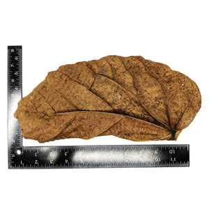 Pangea Peruvian Topa Leaf Litter by ruler