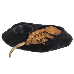 Pangea Ultimate Ledge - with crested gecko and plastic bowls.