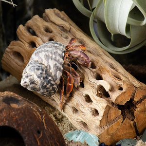 Galápagos Cholla Wood