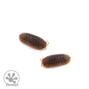 Sinodillo sp. (Formerly Merulanella) ‘Vietnam’ Isopods