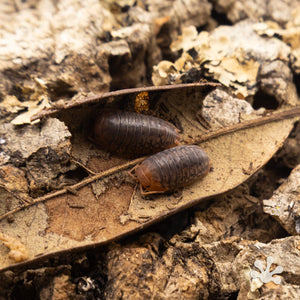 Sinodillo sp. (Formerly Merulanella) ‘Vietnam’ Isopods