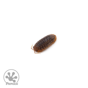 Sinodillo sp. (Formerly Merulanella) ‘Vietnam’ Isopods