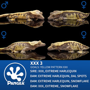 Male Tricolor XXX Crested Gecko Cr-2712 breeder group