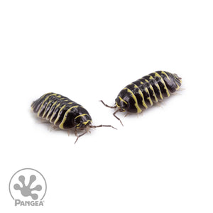 Armadillidium maculatum ‘Yellow Zebra’ Isopods