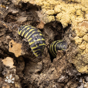 Armadillidium maculatum ‘Yellow Zebra’ Isopods