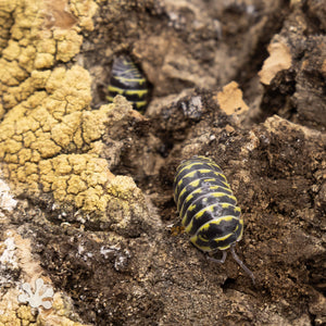 Armadillidium maculatum ‘Yellow Zebra’ Isopods