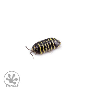 Armadillidium maculatum ‘Yellow Zebra’ Isopods