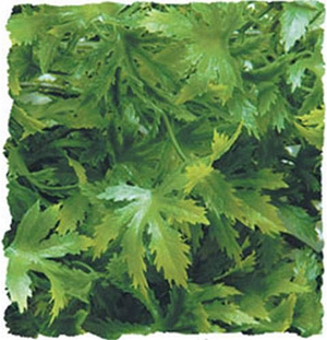 Zoo Med Natural Hanging Plant - Medium