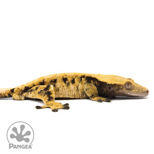 Cr-1310 facing right