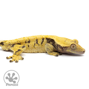 Cr-1803 facing right