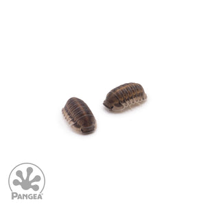 Cubaris sp. ‘Happy Nun’ Isopods