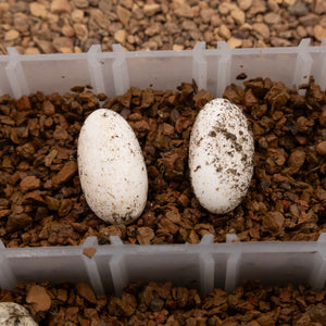 Pangea Hatch - incubating eggs in Pangea Reptile Egg Organizer.