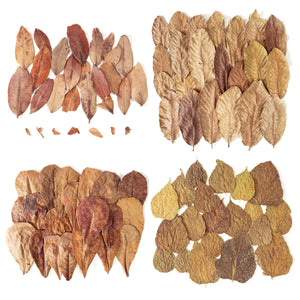 Pangea Leaf Litter Decor