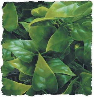 Zoo Med Natural Hanging Plant- Large