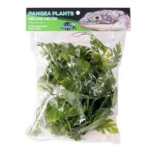 Pangea Plants - Green