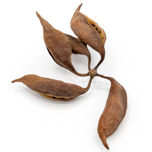 Pangea Bottle Tree Seed Pods