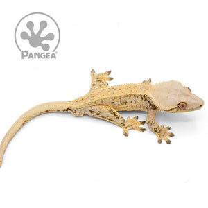 Male Cream XXX Crested Gecko Cr-1004