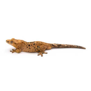 Male Dalmatian Crested Gecko Cr-1010 looking left