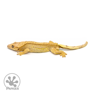 Male Quadstripe Crested Gecko Cr-1085 looking left 