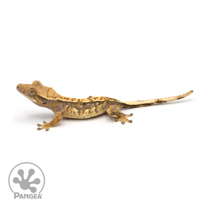 Male Harlequin Crested Gecko Cr-1123 looking left