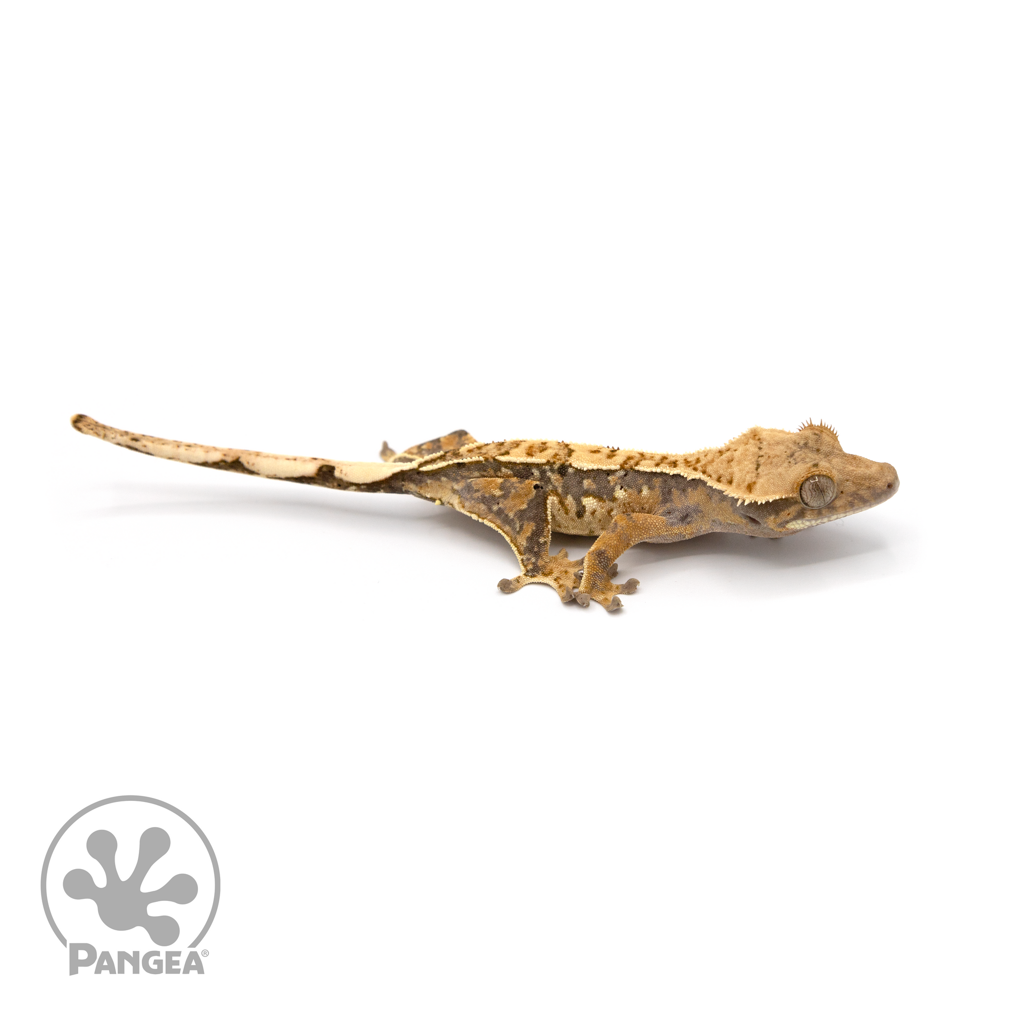 Male Harlequin Crested Gecko Cr-1123 looking right 