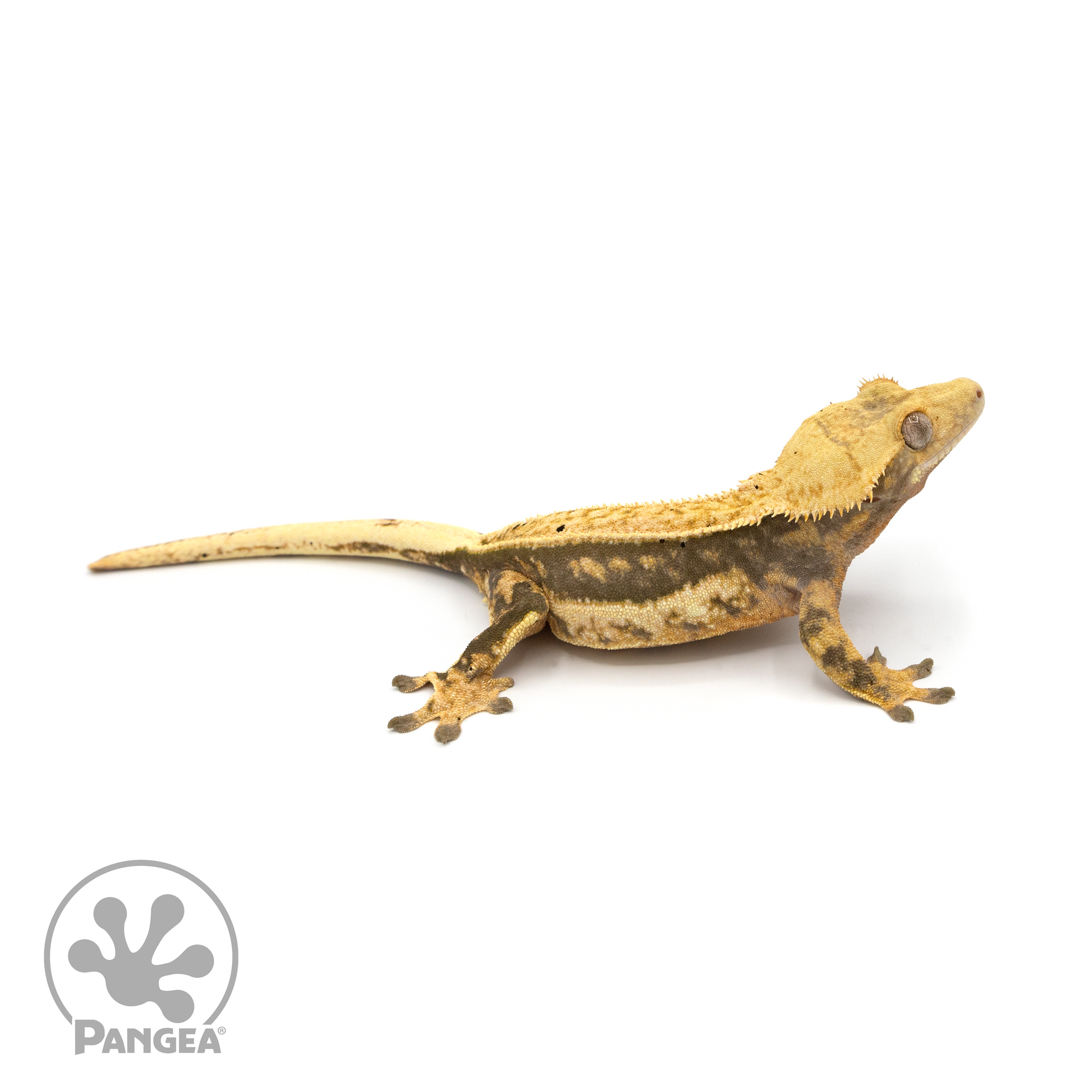 Female Quad Pinstripe  Crested Gecko Cr-1139 looking right