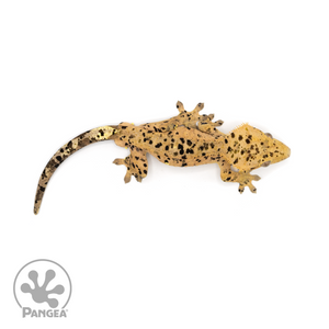 XXX Crested Gecko Cr-1233 Male Weight: 33.5 grams  from above