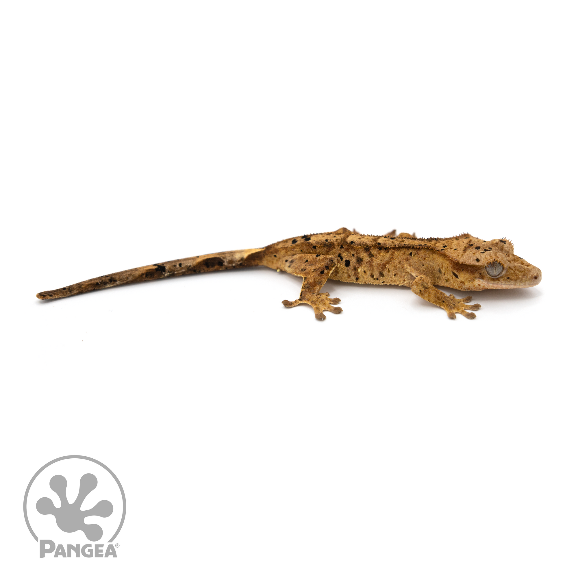 Juvenile Dalmatian Crested Gecko Cr-1241 looking right