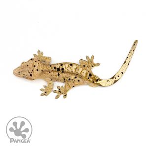 Male Super Dalmatian Crested Gecko Cr-1271 from above