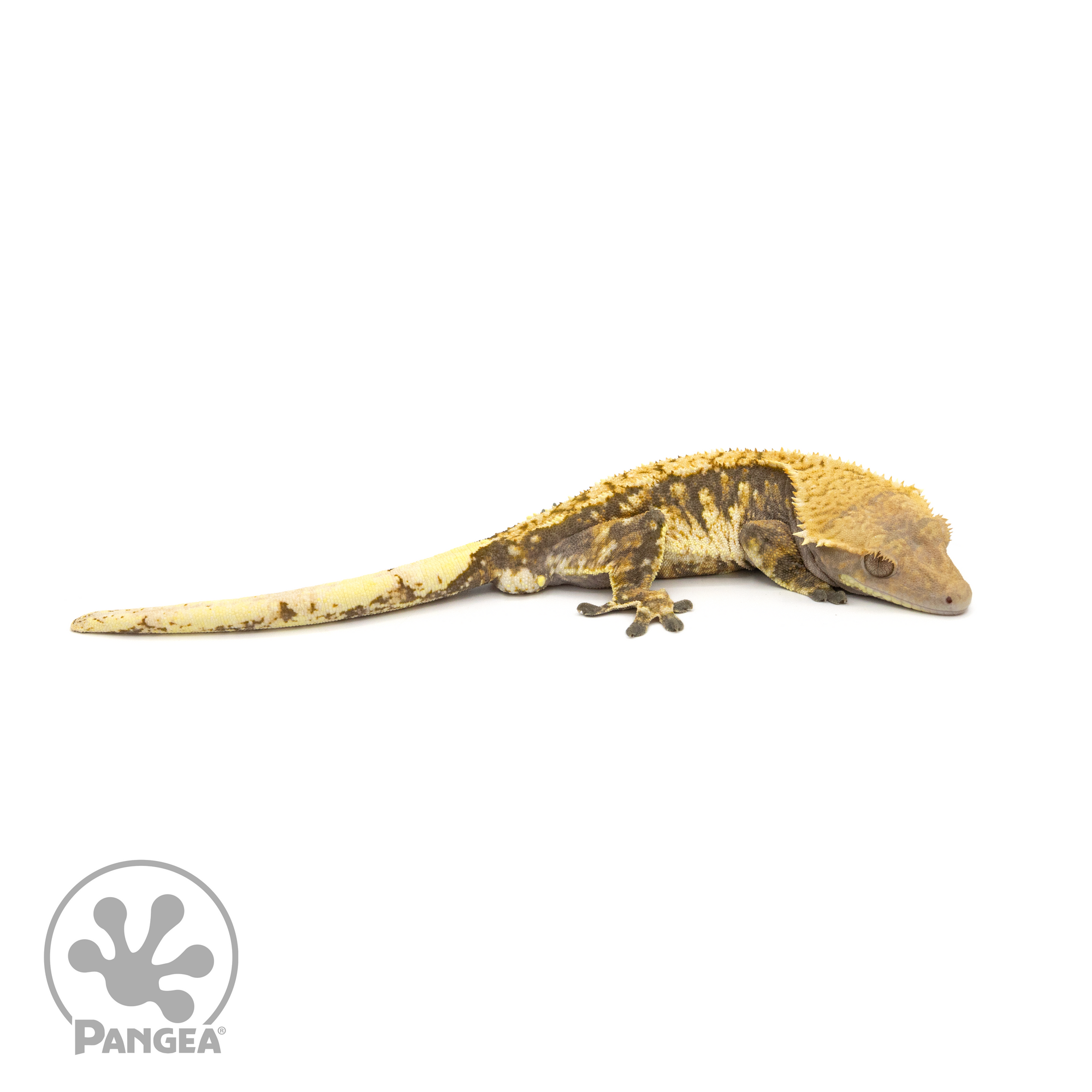 Male Extreme Harlequin Tricolor Crested Gecko Cr-1281 looking right 