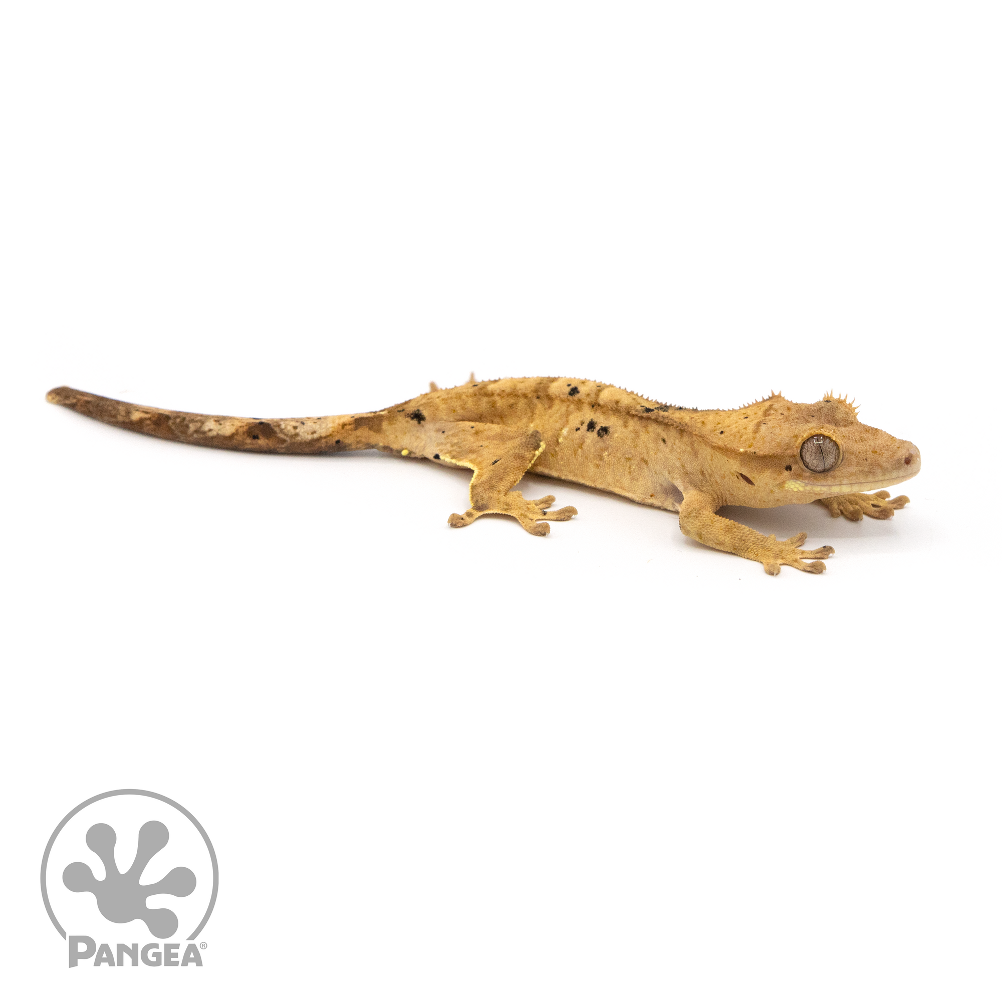 Juvenile Dalmatian Crested Gecko Cr-1317ooking right 