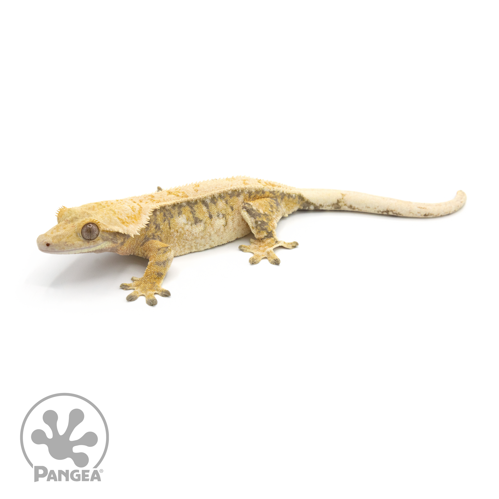 Female Tricolor Extreme Harlequin Crested Gecko Cr-1356 looking left 
