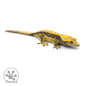 Female Quadstripe Crested Gecko Cr-1358 looking right 