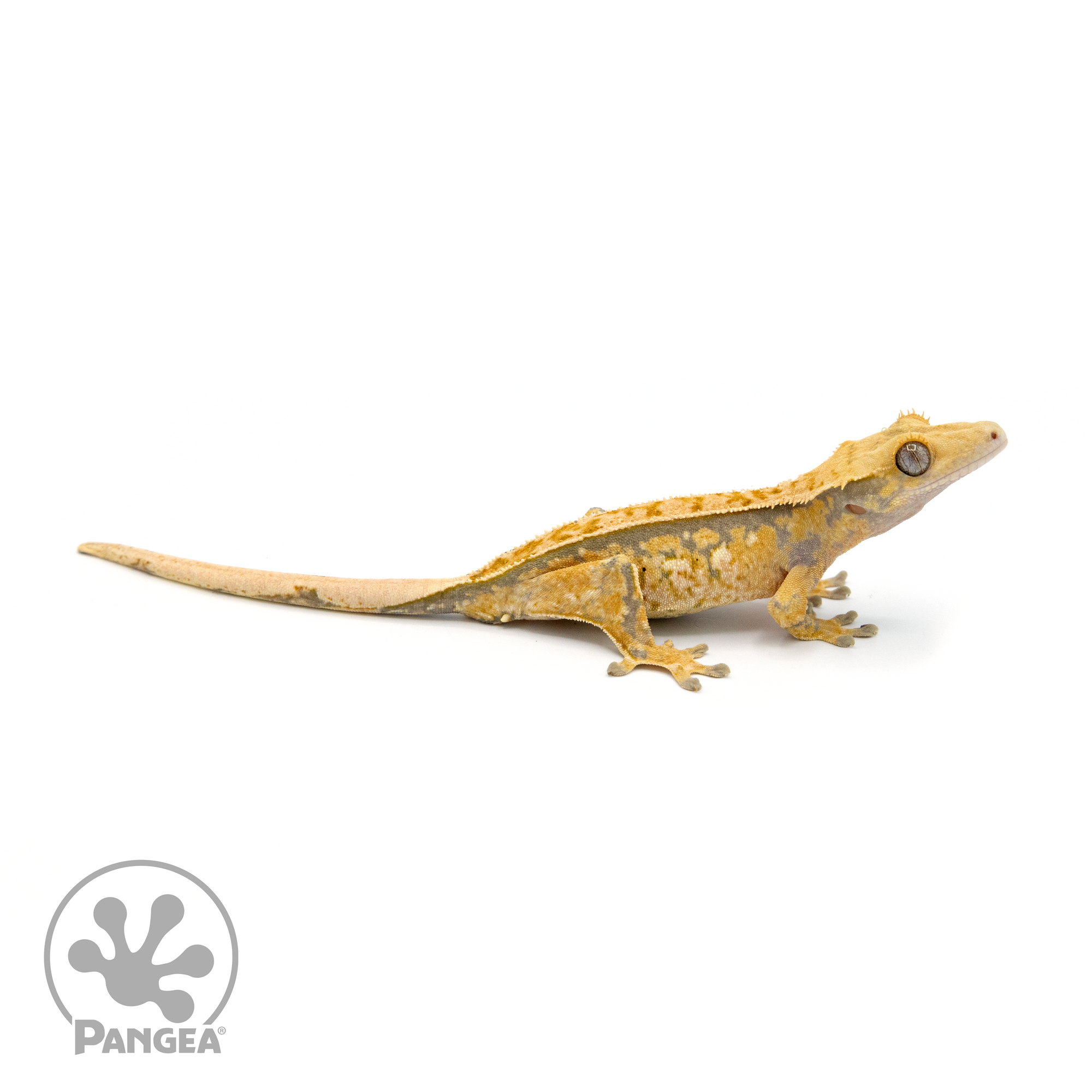 Male Tricolor Crested Gecko Cr-1362 looking right 