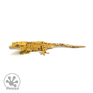 Male Super Dalmatian Crested Gecko Cr-1386 looking left 