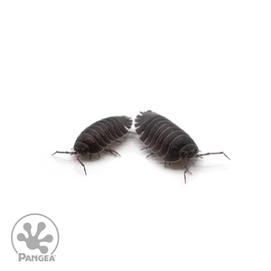 Armadillidium c.f. Frontisotre ‘Croatian Giants’ Isopods