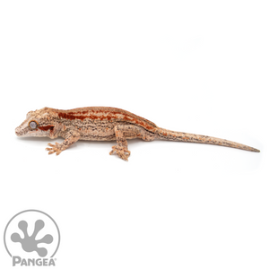 Male Red Strip Gargoyle Gecko Ga-0207 looking left