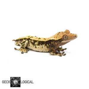 Male Cold Fusion Crested Gecko GL-0218 looking right 