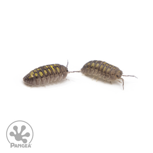 Granulated Isopods duo