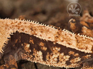 Male Partial Pin Extreme Crested Gecko, fired up, facing left, close up of the left laterals. 0674
