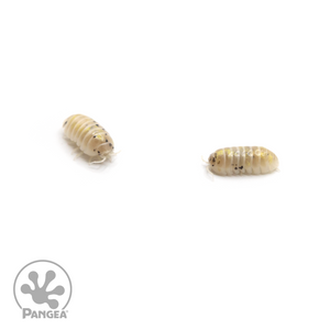 Armadillidium vulgare ‘Magic Potion’ Isopods duo