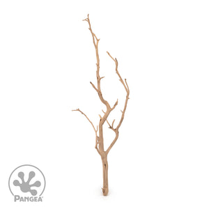 Pangea Manzanita Branch